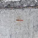 양산천변 이미지