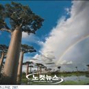 바오밥나무 이미지