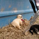 임피농장 이미지