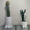 오백샵 이미지