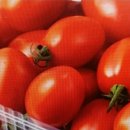 대추방울토마토 효능 다섯가지 이미지