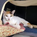 명당초교 이미지