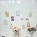 로즈퍼피 | 보리 눈물 안녕! ✨ 목포 '로즈퍼피'에서 찾은 광주 댕댕이 보호자의 찐 해결책!