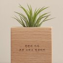 식물A