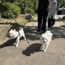 강아지의 하루 | 부산 애견호텔 멍데뷰에서 우리 강아지 하루 맡기고 온 후기