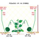 5/29, 넝쿨작물 순지르기(스압주의) 이미지