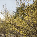 여행하는 나무 | 공원, 여유롭게 산책하기 좋은 대전여행지 추천! 아름다운 산수유나무 꽃 풍경 한바퀴! by여행하는크크비