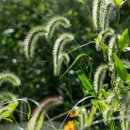 강아지풀 이미지