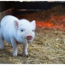 돼지나라돼지한마리 이미지