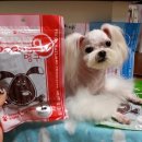 새롬애견 이미지