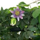 민들레농장 이미지