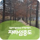 자라섬 중도 | 봄을 기다리며 걸어본 자라섬 중도의 풍경을 소개해드려요...