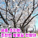 꽃보다 타이어 세종 조치원점 | 세종 조치원 벚꽃명소 조천변벚꽃길전망대 방문 후기♥