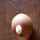 달걀의 우연한 포즈 이미지