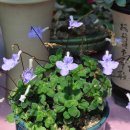 바이올렛 이미지