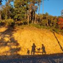 소호 숲 이미지