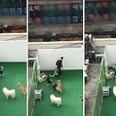 관악 메리펫 애견유치원 학대 논란 총정리 (영상 유출부터 폐업까지)