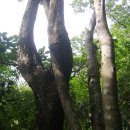 사랑의연리근 이미지