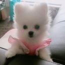 고Dog 이미지