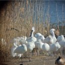 제주섬마리 이미지