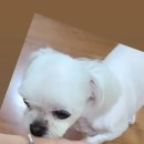 먹자 Daum카페
