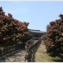 동백꽃식당 이미지