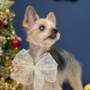 나의 반짝 그루밍 이미지