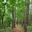 [취소][9월 정기도보]정선 민둥산(1,119m),돌리네, 억새트레킹 이미지