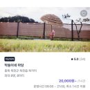 [반려견동반 장소] 충북 옥천, 막둥이네 마당 대여(feat. 포동 멍래블)