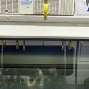 가을상회 | 노량진 전북상회 가을전어 가을대하 초장집 후기