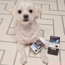 루이&DOGS | 강아지 슬개골 탈구 증상 및 원인 : 펫시딘 관절영양제로 관리하는 방법