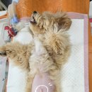 해운대조은동물병원 이미지