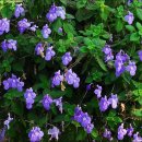 바이올렛 이미지