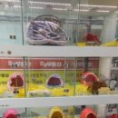 도그매니저 이미지