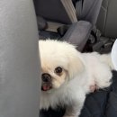 품에 | [구미 애견호텔] 24시간 상주, 반려동물행복센터 "품에" _ 내돈내산 솔직후기