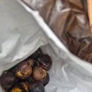 <부산> 부전시장 명란김밥부터 부전떡갈비, 대왕붕어빵, 고래사어묵 솔직 후기