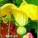 백만불 이미지