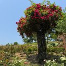 경북 상주 가볼만한곳 /함창 명주 테마파크 장미공원 산책코스