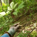 산삼고을 이미지