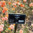 곡성-209 이미지