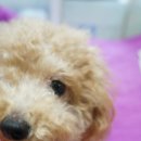 봉구네 수제육포 이미지