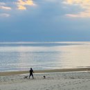 대천올레펜션 | 🐕 반려견과 함께하는 국내 최고의 해변 여행지 TOP 10 | 반려견 동반 해수욕장 완벽 가이드