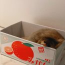 에스프레소9바 이미지