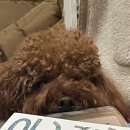 펫살롱 꽃단장 이미지