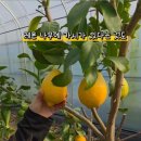 팔당유기농딸기