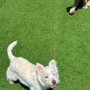 똑똑 애견유치원 이미지