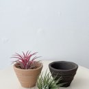 로자리안 이미지