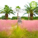 남원읍 신례리 834-2 | 10월 제주도 가을 여행지 가볼만한곳 추천 휴애리 핑크뮬리 시기