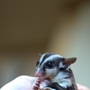 울산수목원 Daum카페