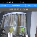 은평애견 이미지